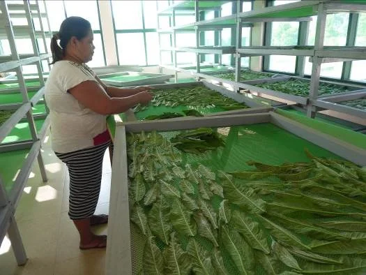 Heilpflanzen -Produktion